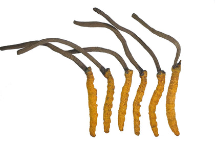 Wild Cordyceps, Whole Himalyan Cordyceps Sinensis Mushroom, Genuine and Very Rare, High Grade, Boost Energy, Reduce Stress for Men and Women, 3 Grams