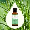 Plant Therapy Rosemary Essential Oil for Hair Growth, 100% Pure, Undiluted, Natural Aromatherapy for Diffuser & Rosemary Oil for Hair & Scalp, Therapeutic Grade 30 mL (1 oz)