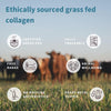 Pure & Essential 100% Grass Fed Bovine Collagen Powder, Advanced Hydrolyzed Collagen Peptides, Collagen Types 1, 2 & 3, Non-GMO, Free Range, Gluten & Dairy Free, Easy Mix, 40 Servings