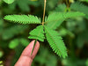 TickleMe Plant Birthday Party Favors (Pack of 2) (Leaves Fold When You Tickle It) Minutes Later The Leaves Re-Open. Great Science Fun, Green and Educational. Grow Indoors. It Even Flowers.