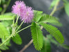 TickleMe Plant Birthday Party Favors (Pack of 2) (Leaves Fold When You Tickle It) Minutes Later The Leaves Re-Open. Great Science Fun, Green and Educational. Grow Indoors. It Even Flowers.