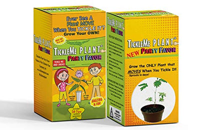 TickleMe Plant Birthday Party Favors (Pack of 2) (Leaves Fold When You Tickle It) Minutes Later The Leaves Re-Open. Great Science Fun, Green and Educational. Grow Indoors. It Even Flowers.