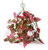 Pangea Hanging Plants Deluxe Decor for Reptile Enclosure Habitat (Red)