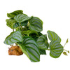 YOGURTCK Reptile Artificial Plants, Amphibian Habitat Hideout, Terrarium Decorations - Peperomia Watermelon