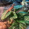 KERUIDENG Reptile Plants for Terrarium Decor,Amphibian Habitat Decor,Artificial Plants for Gecko Chameleon Snake Tortoise Tank Accessories with Base (Monstera deliciosa)