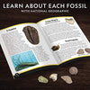 NATIONAL GEOGRAPHIC Mega Fossil Dig Kit - Excavate 15 Genuine Prehistoric Fossils, Kids Educational Toys, Great Science Kit Gift for Girls and Boys (Amazon Exclusive)