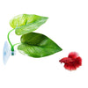 CousDUoBe Betta Fish Leaf Pad Improves Betta's Health by Simulating The Natural Habitat - Natural, Organic, Comfortable Rest Area for Fish Aquarium