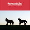 AniMed Pure MSM Supplement for Horses, 1-Pound