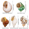 5PCS Medium and Large Hermit Crab Shells | Natural Sea Conch Size 2.2