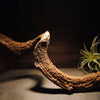 Reptile Decor Natural Forest Branch Terrarium Habitat Decoration Lizard Climbing Tree Branch for Bearded Dragon Gecko Snake Frog Chameleon Spider 3PCS