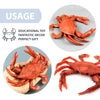 2Pcs Artificial Realistic Crab Toy - Educational Learning Ocean Life Toys Plastic Crab Seafood Toys - Red Crab Decor Animal Planet Sea Toys Ocean - Bath Toys Sea Creatures - Crab Plastic Toy