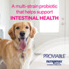 Nutramax Proviable Digestive Health Supplement Kit with Multi-Strain Probiotics and Prebiotics for Medium to Large Dogs - with 7 Strains of Bacteria, 30 mL Paste and 10 Capsules