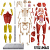 Be Amazing! Toys Interactive Human Body - 60 Piece Fully Poseable Anatomy Figure - 14 Tall Model - Anatomy Kit - Removable Muscles, Organs,Bones STEM Toy - Ages 8+